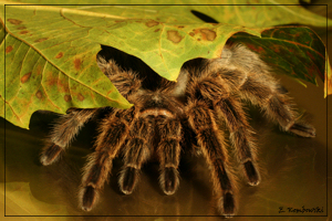Grammostola spatulata