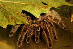 Grammostola spatulata